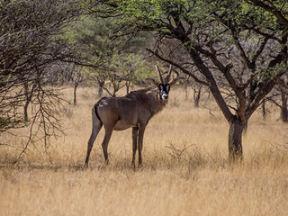 Roan Antelope