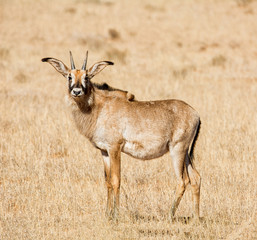 Naklejka na ściany i meble Roan Antelope
