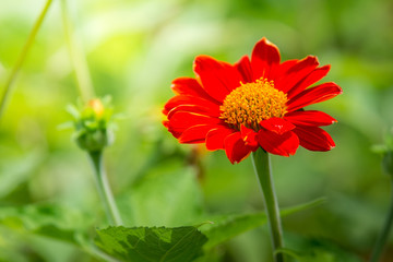Close up Red flower