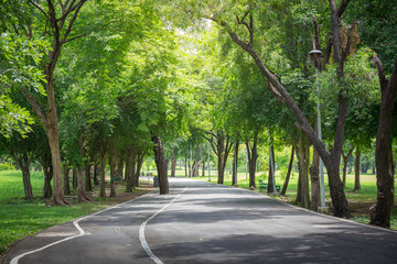 Road in the park