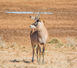 Roan Antelope Portrait