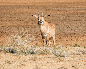 Roan Antelope Portrait