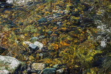 Varicolored detailed texture of stony bottom of transparent brook close up. Clean water in mountain creek. Colorful background of smooth stones in river stream with copy space.