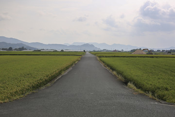Fototapeta na wymiar 道　田園風景