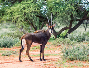 Sable Antelope