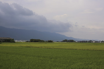 田園風景　田んぼ