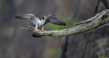 Peregrine Falcon landing on Branch