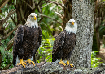 bald eagle mated couple pose for your on their perch