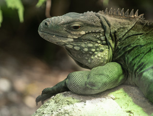 grand cayman iguana gets a close up head shot