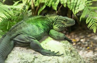 grand cayman iguana lounging on her rock in the summer sun