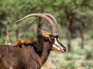 Sable Antelope