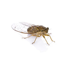cicada insect isolated on white background