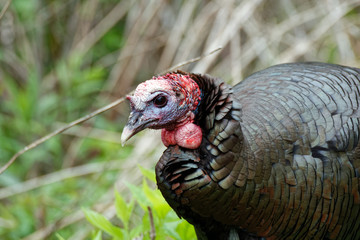 A Wild Turkey wanders through the brush Minneapolis, MN. These large birds are commonly seen in flocks and on the ground during the day.