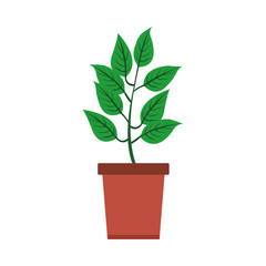 Plant in pot isolated