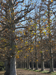 Fototapeta premium プラタナスの並木道