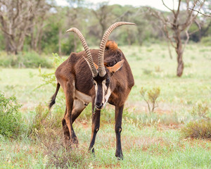 Sable Antelope © Cathy Withers-Clarke