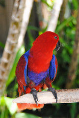 A large colored parrot is sitting on a branch in a Park in Bali.Indonesia 