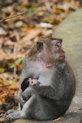 Adult female monkey sitting on the sidewalk and breast-feeding the baby in the Park on the island of Bali.Indonesia