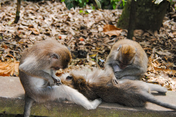 An adult female sits on a rock and collects fleas from a small monkey, which lies belly up in the Park on the island of Bali.Indonesia 