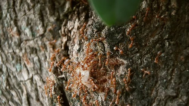 The ants carrying food to the nest with harmony