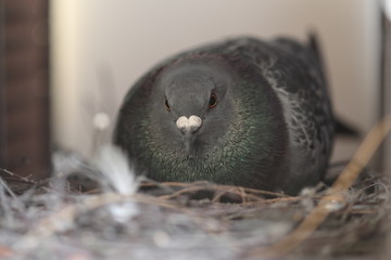 Taube in der Stadt brütet auf ihrem Nest