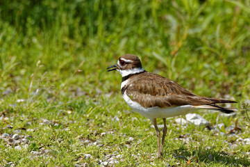 A Killdeer calls as it looks around. These small shorebirds can be found throughout Iowa in the summer months.
