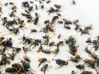 Insect fly trapped dead. On white paper