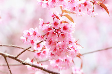 Wild Himalayan Cherry Blossoms in spring season (Prunus cerasoides), Sakura in Thailand, selective focus, Phu Lom Lo, Loei, Thailand.