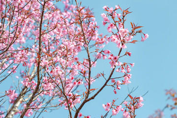 Wild Himalayan Cherry Blossoms in spring season (Prunus cerasoides), Sakura in Thailand, selective focus, Phu Lom Lo, Loei, Thailand.