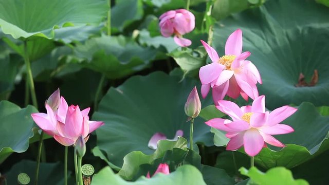 Lotus flowers