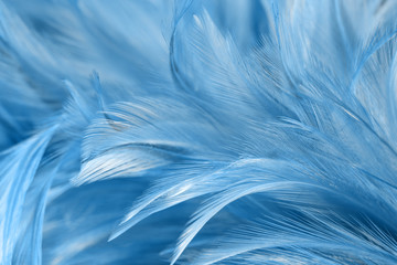 Blue chicken feathers in soft and blur style for background