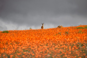 Waiting For The Storm