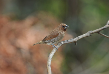 Scaly-breasted munia