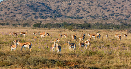 Springbok Antelope Herd