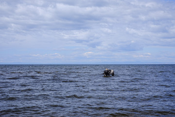 Two horses standing in the water.