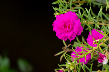 Pink Portulaca oleracea bloom flower in garden.