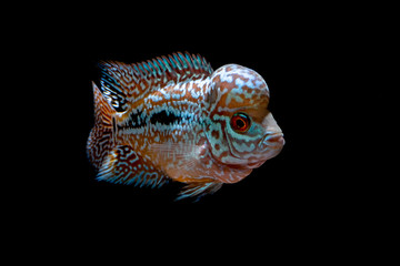 Cichlids kingkamfa in the aquarium