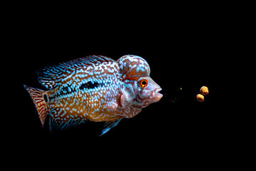 Fototapeta premium Cichlids kingkamfa in the aquarium