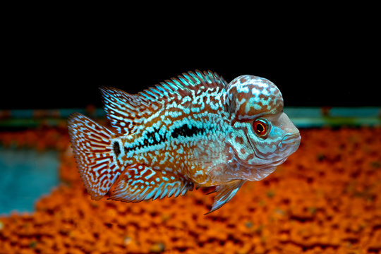 Cichlids kingkamfa in the aquarium
