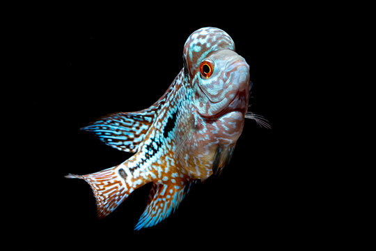 Premium Photo  Aquarium fish flower horn fish on blue screen