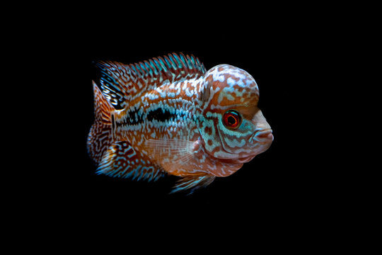 Cichlids kingkamfa in the aquarium