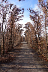 Natural corridor made of trees in winter. sch?nbrunn, Vienna