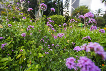 Close up gray butterfly sitting on Light purple small flowers in the garden, in the forest, in the field