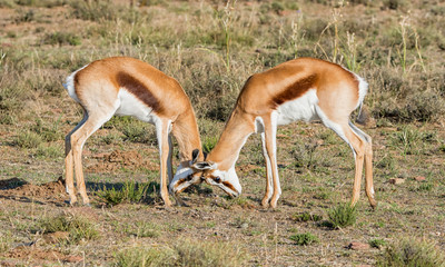 Naklejka na ściany i meble Springbok Antelope Sparring