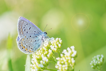 Blue butterfly on a white flower