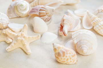 Fototapeta na wymiar Shells and starfishes on the sea sand