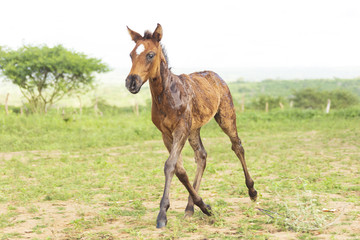 Obraz premium Cavalo Filhote 