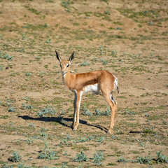 Juvenile Springbok