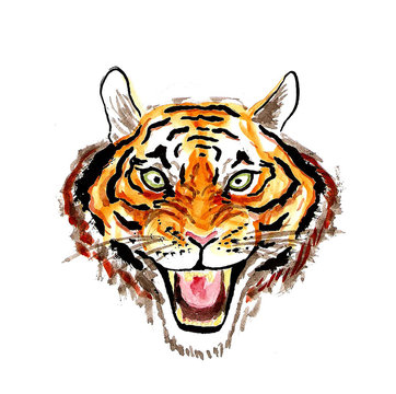 Watercolor illustration of the face of a roaring tiger