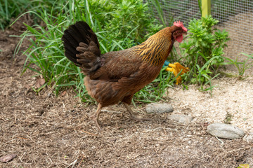 adult hen is patrolling the chicken coupe